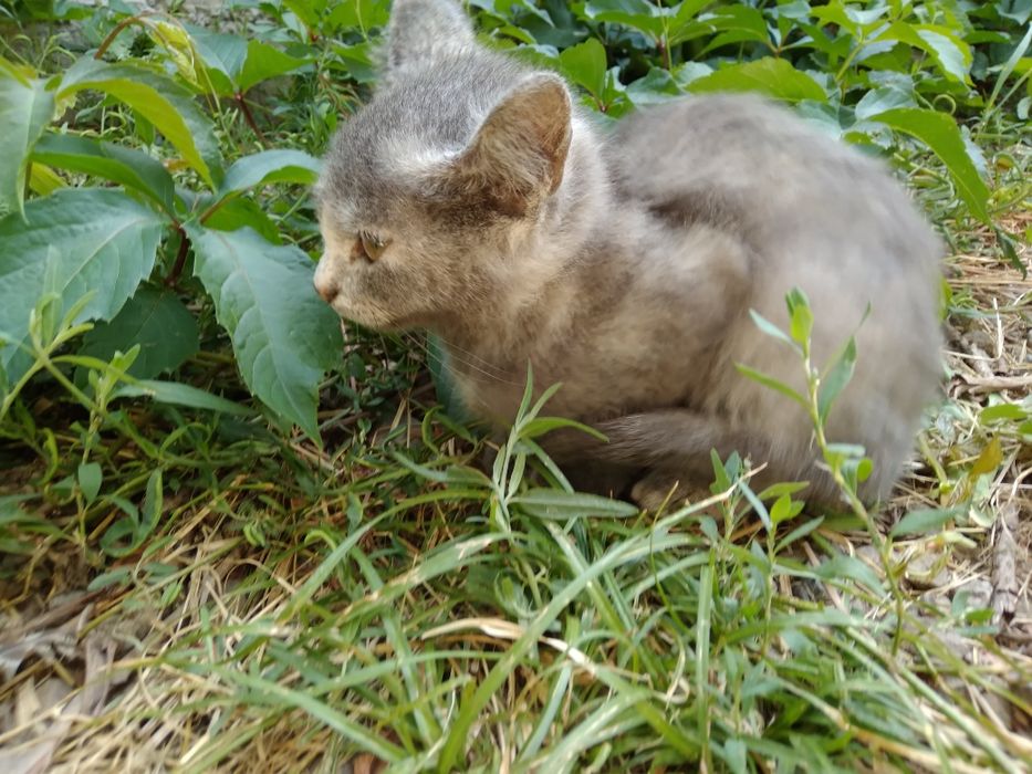 Котенок девочка, в добрые руки