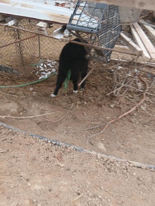 Продаётся арабская коза