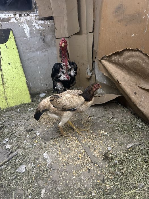 Инкубационный яйцо