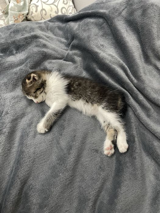 Кошка шотландский