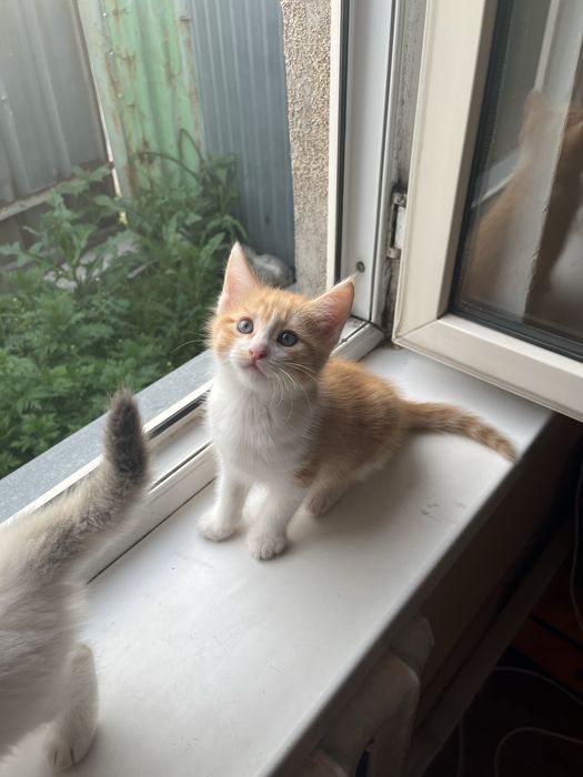 Отдам котят в добрые руки