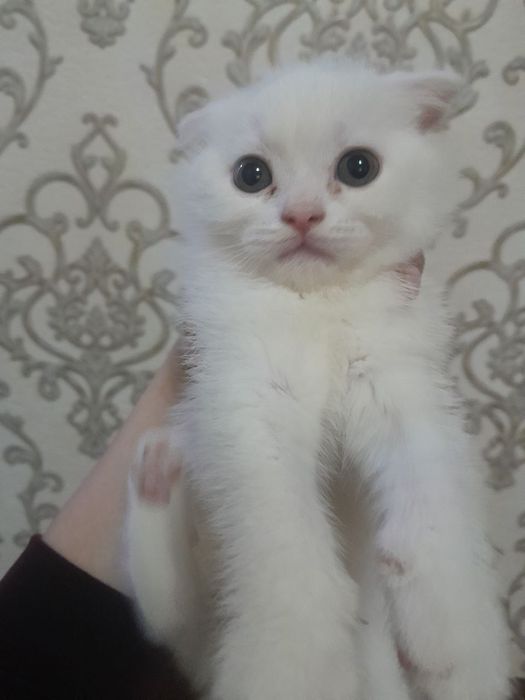 Продам пародистых катят скотиш страйд и фолд