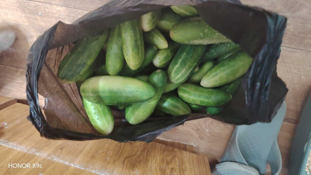 Огурцы продам домашние