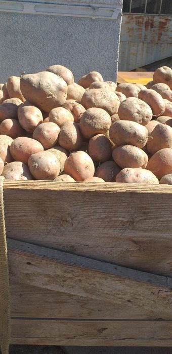 Vand cartofii de consum roșii soiul bella roza