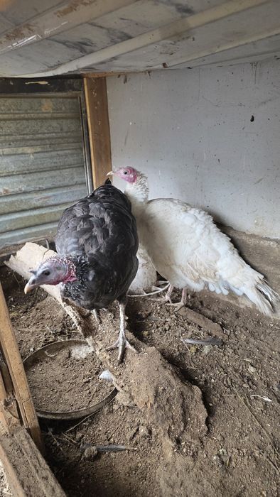 Жас аналық индуктар сатылады – 20 000 тг