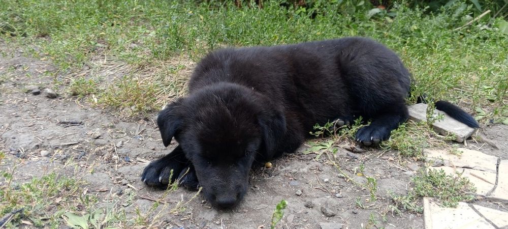 Отдам щенков в добрые руки