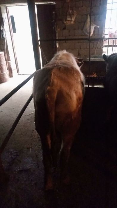 Продам бычки, буха сатылады семіз бордақы