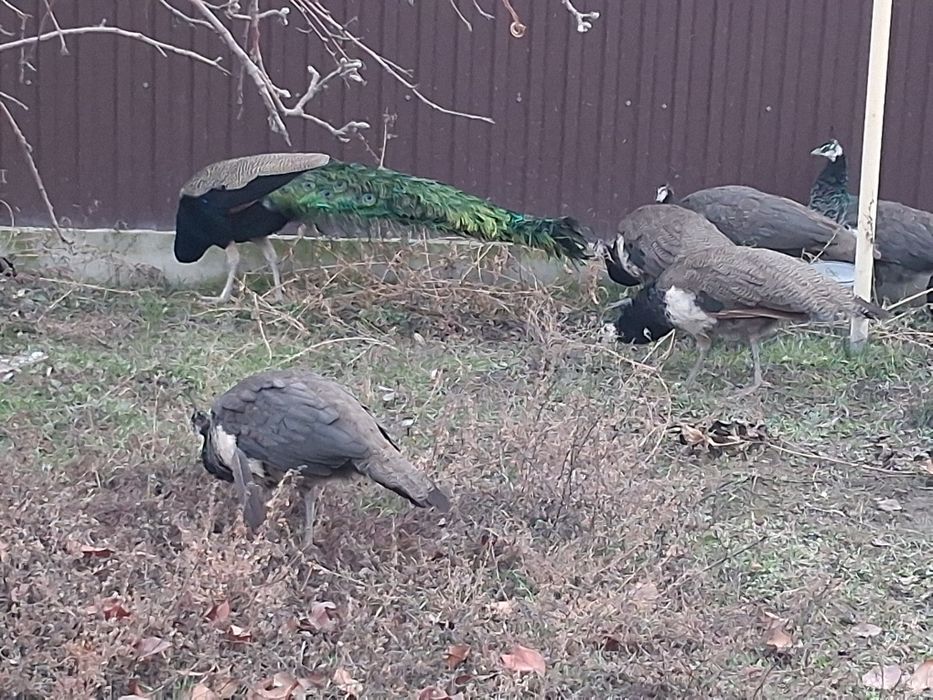 Продам павлинов молодняк