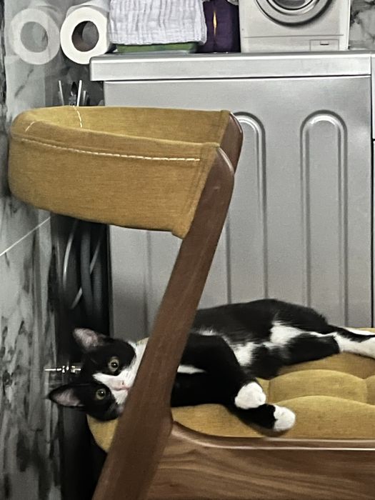 Кошка игривая.