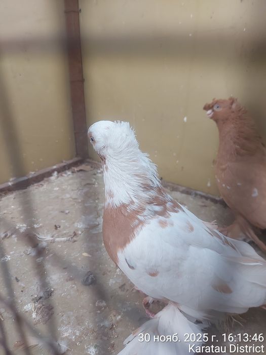 Голуби новаты пара