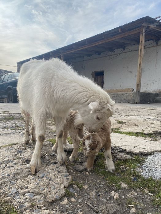 Ешкі егіз лағымен