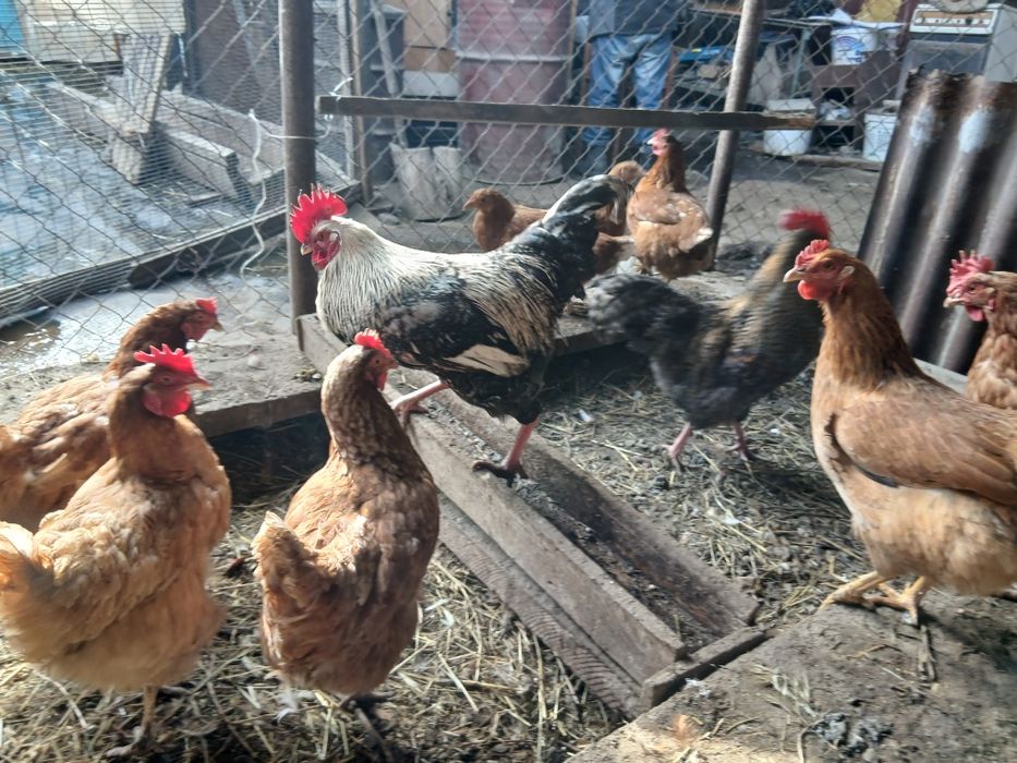 Продается  петух