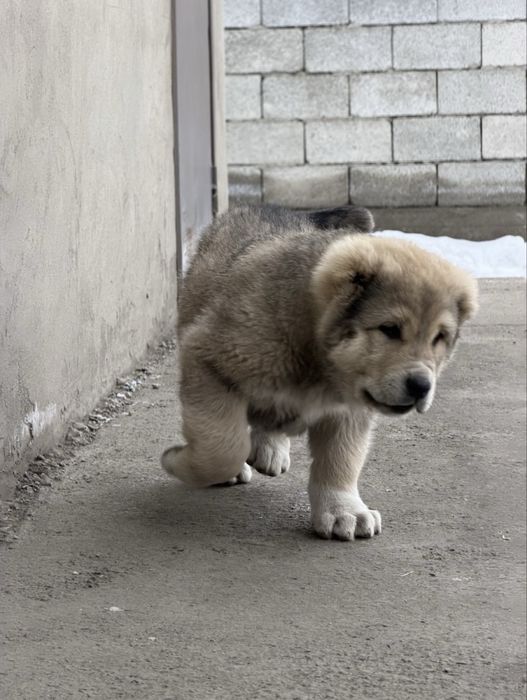 Төбет күшіктер сатылады