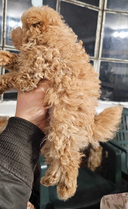 Pomapoo Померан/Пудел