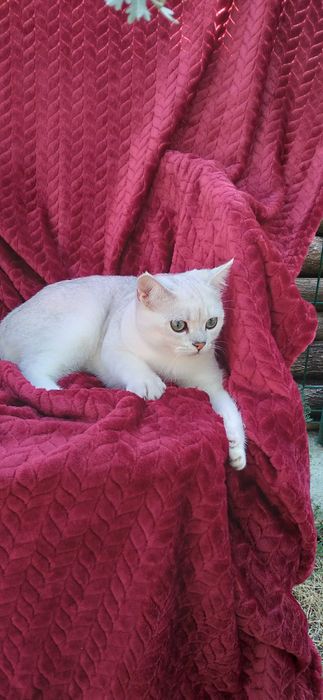 Pui pisica british shorthair chinchila silver