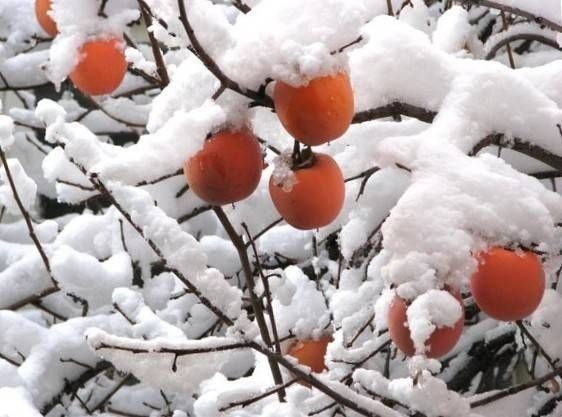 Pomi Fructiferi Exotici (Kaki ) la ghiveci