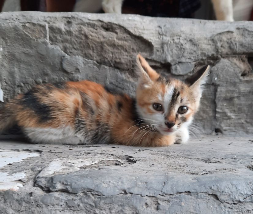 Марғаулар, котята