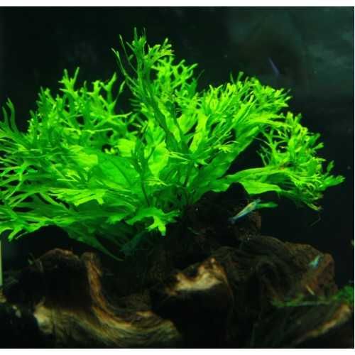 Bolbitis heudelotii și Microsorum –Plante naturale de acvariu.