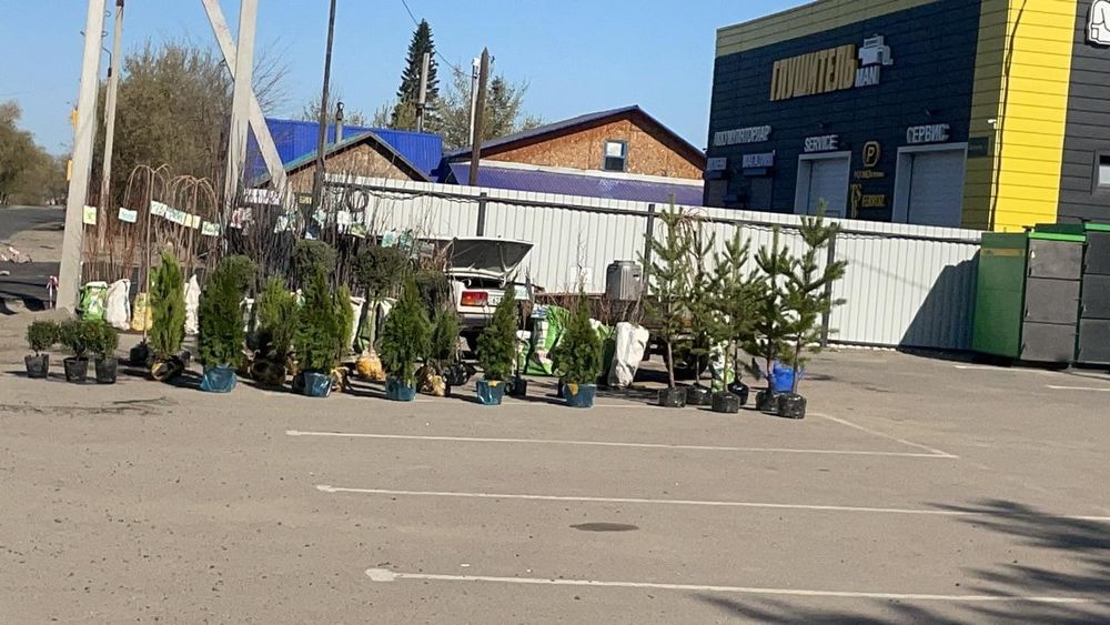 Плодовые деревья