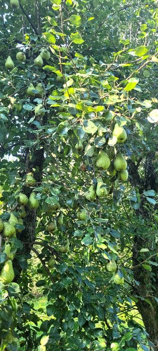 teren intravilan, 1300 mp, cu constructie si livada imprejmuit,asfalt,