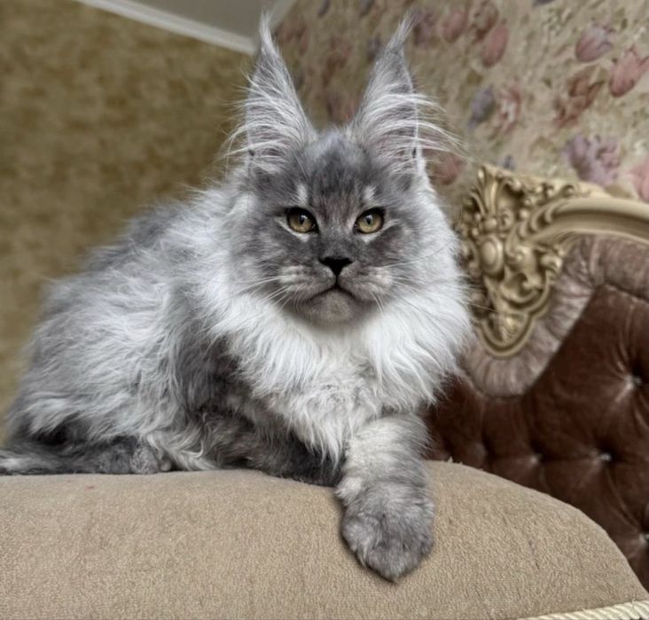 Мейн-кун котёнок