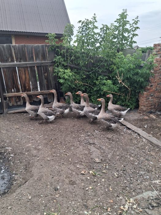 Продам гусей 1.5 года