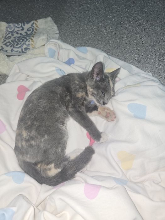 Котёнка ищем дом