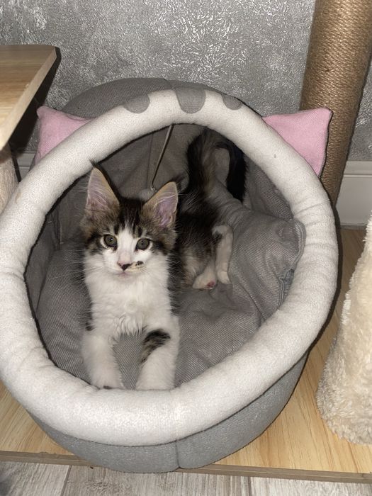 Мейн куны в Астане клубные с документами