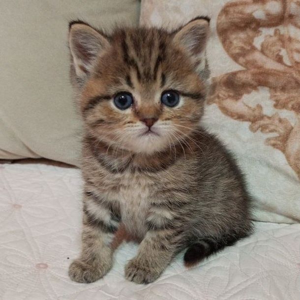 Продаётся чудный мальчик скотишстрайт, шиншилла золотой табби.