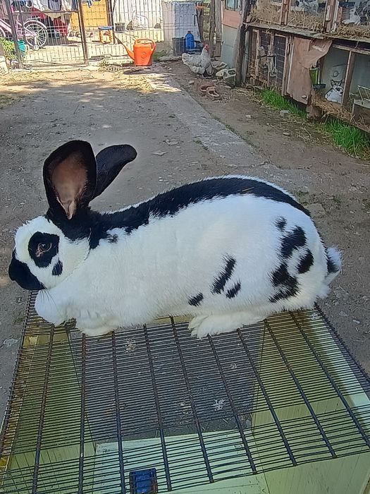 Iepuri și porumbei king