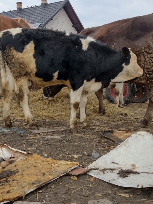 Vand vitel si vitica