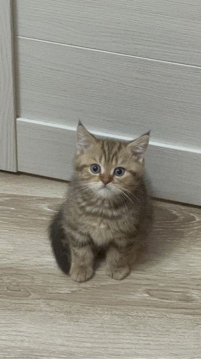 Скоттиш Страйт Мальчик продается