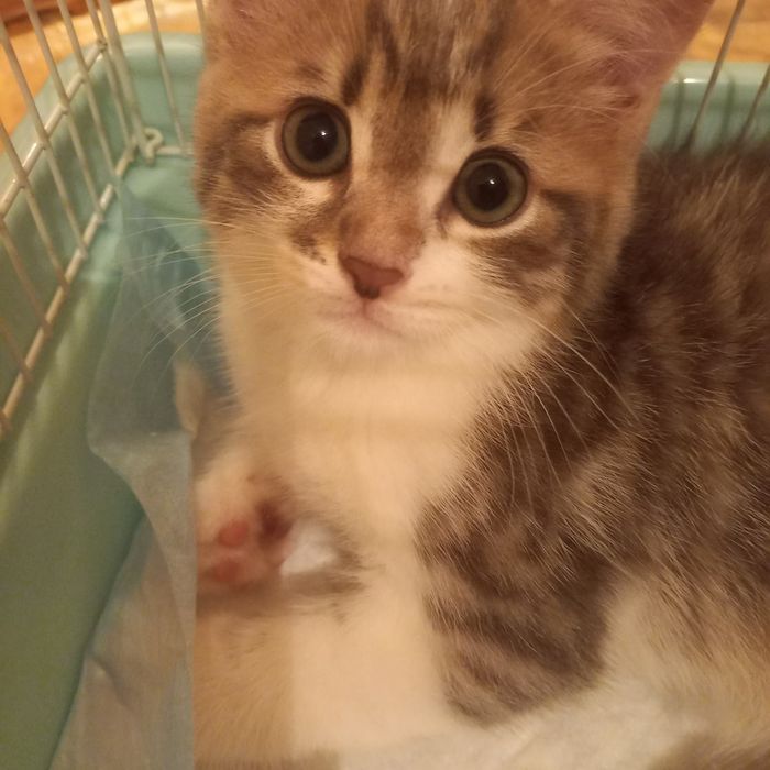 Серо-белый котёнок 2 мес девочка