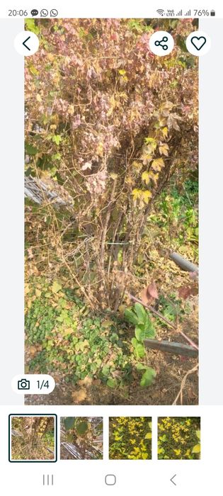 Саженцы дикого лимона