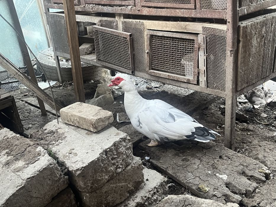 Шипуны индоутки