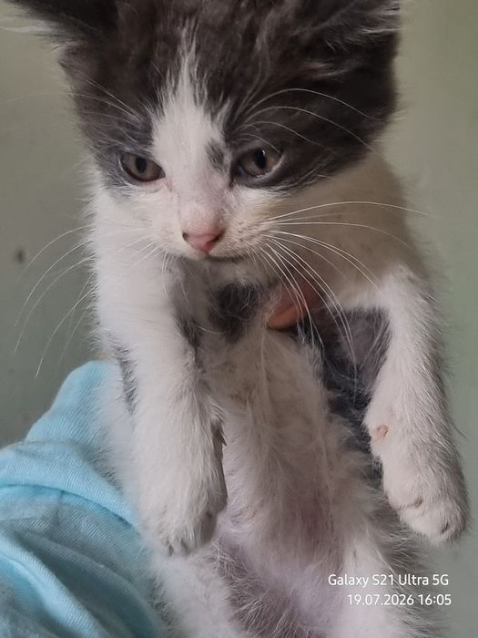 Ищем  котятам дом