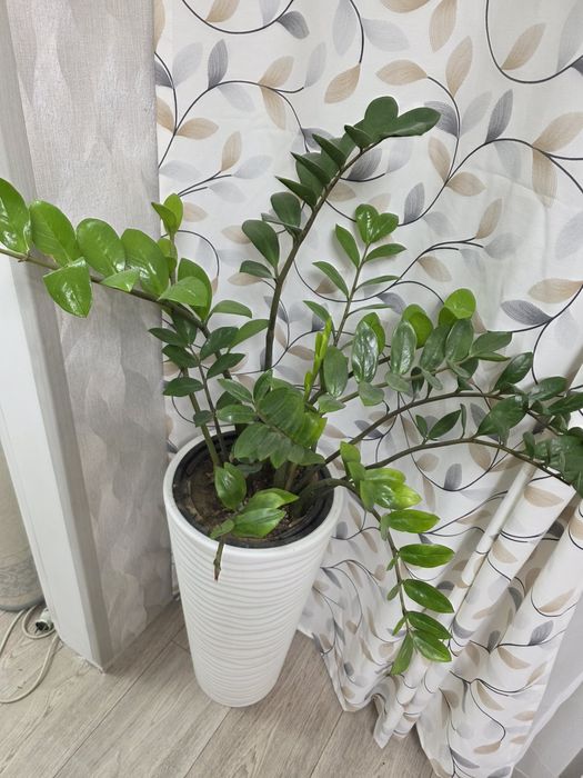 Долларовое дерево