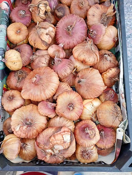 Луковици на гладиоли