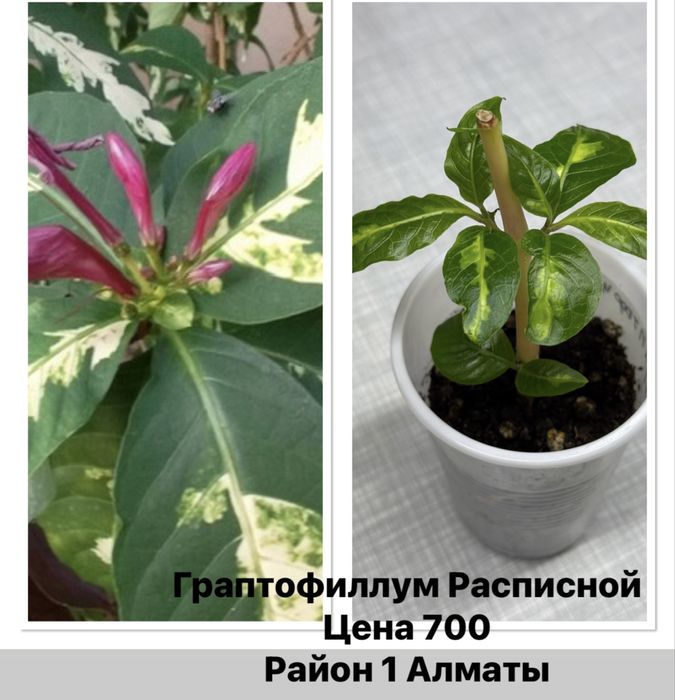 Продам комнатные цветы бегонии