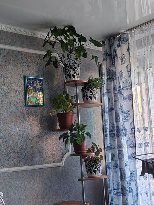 Комнатный цветок