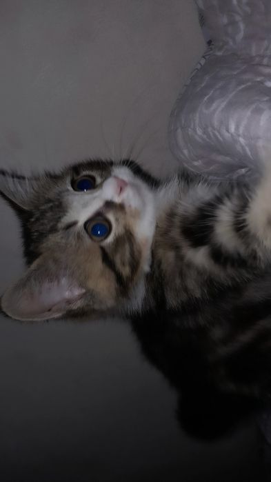 3oyli mushu sotiladi