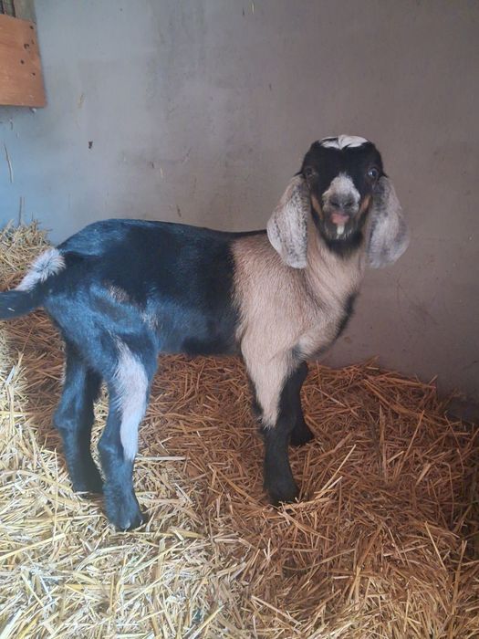 Vând Tapisor Anglo Nubian