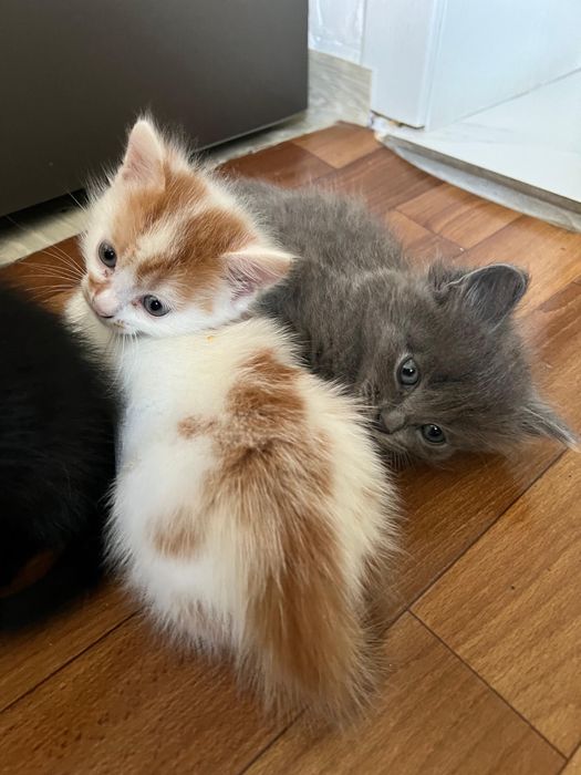 Отдам котят в добрые руки