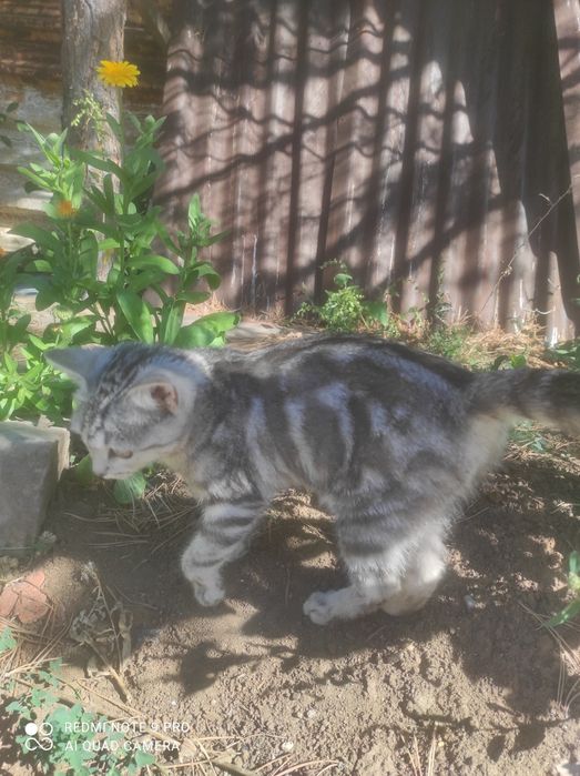 Шотландский скоттиш страйт