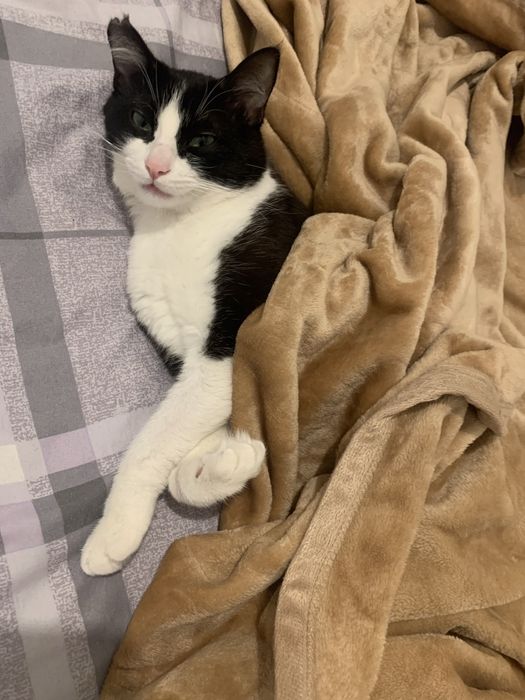 Передержка котиков