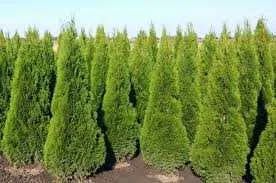 Gazon rulou și sistem de irigare