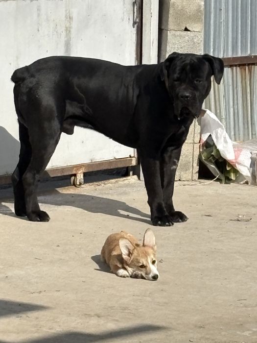 Вязка Кане Корсо