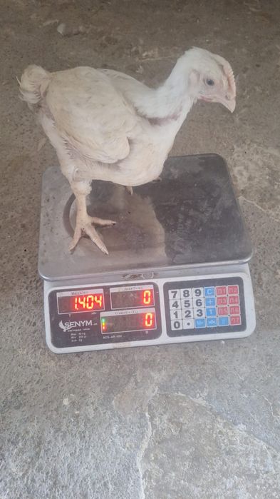 Продам цыплят бройлеров