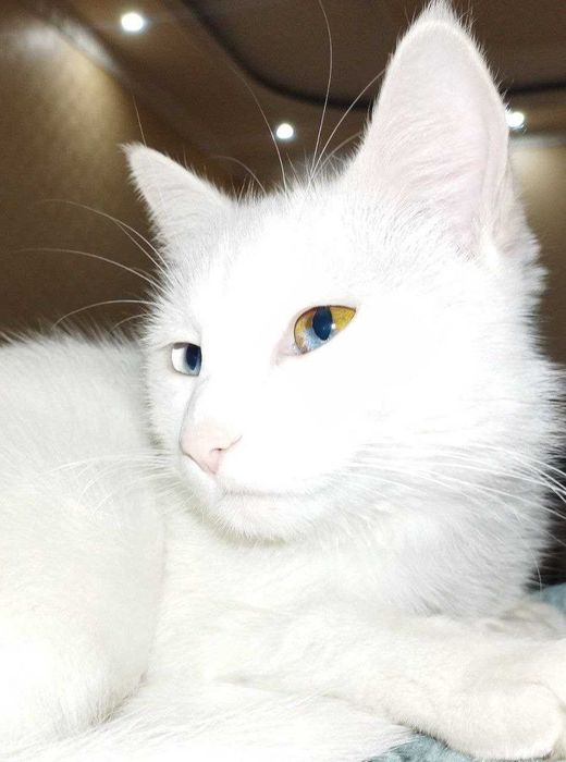 БЕЛАЯ КОШКА ПОРОДИСТАЯ sof zotli oq mushuk