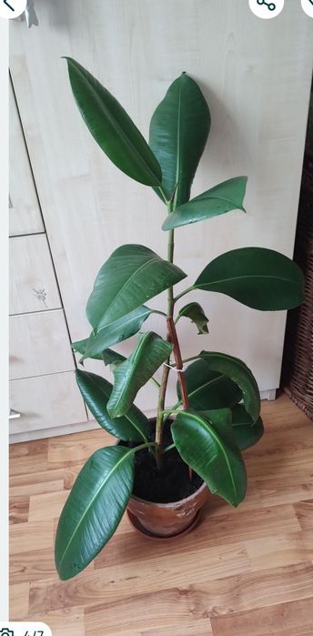ficus, plantă naturală decorativă